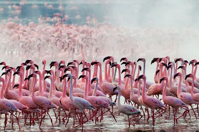 Lake Nakuru Tour
